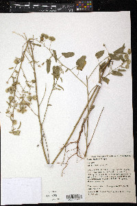 Image of Gaya albiflora