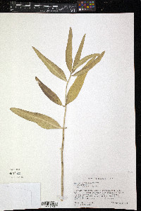 Asclepias viridiflora image