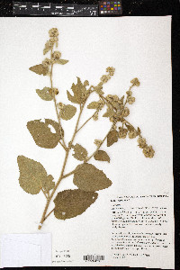 Sida cordifolia image