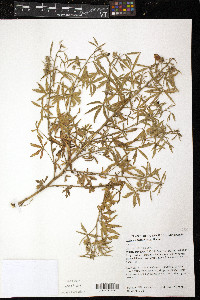 Hibiscus meraukensis image