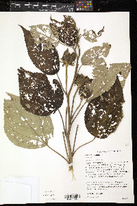 Hibiscus moscheutos image