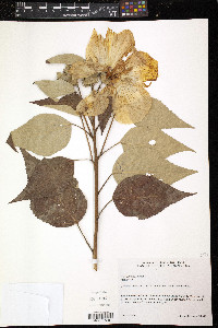 Hibiscus moscheutos image