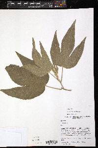 Hibiscus heterophyllus image