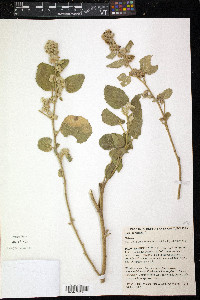 Sida cordifolia image