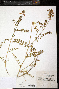 Astragalus curvicarpus var. subglaber image