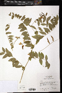 Lathyrus polyphyllus image