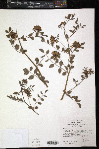 Lotus crassifolius var. crassifolius image