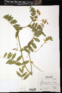 Lathyrus delnorticus image