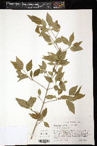 Forestiera acuminata image