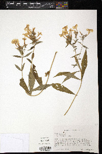 Phlox paniculata image