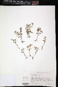 Image of Sauvagesia ramosissima