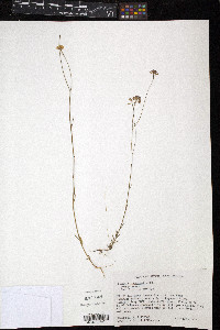 Polygala longicaulis image