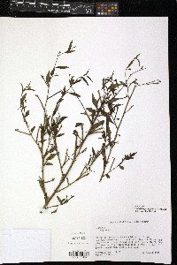 Ludwigia hyssopifolia image