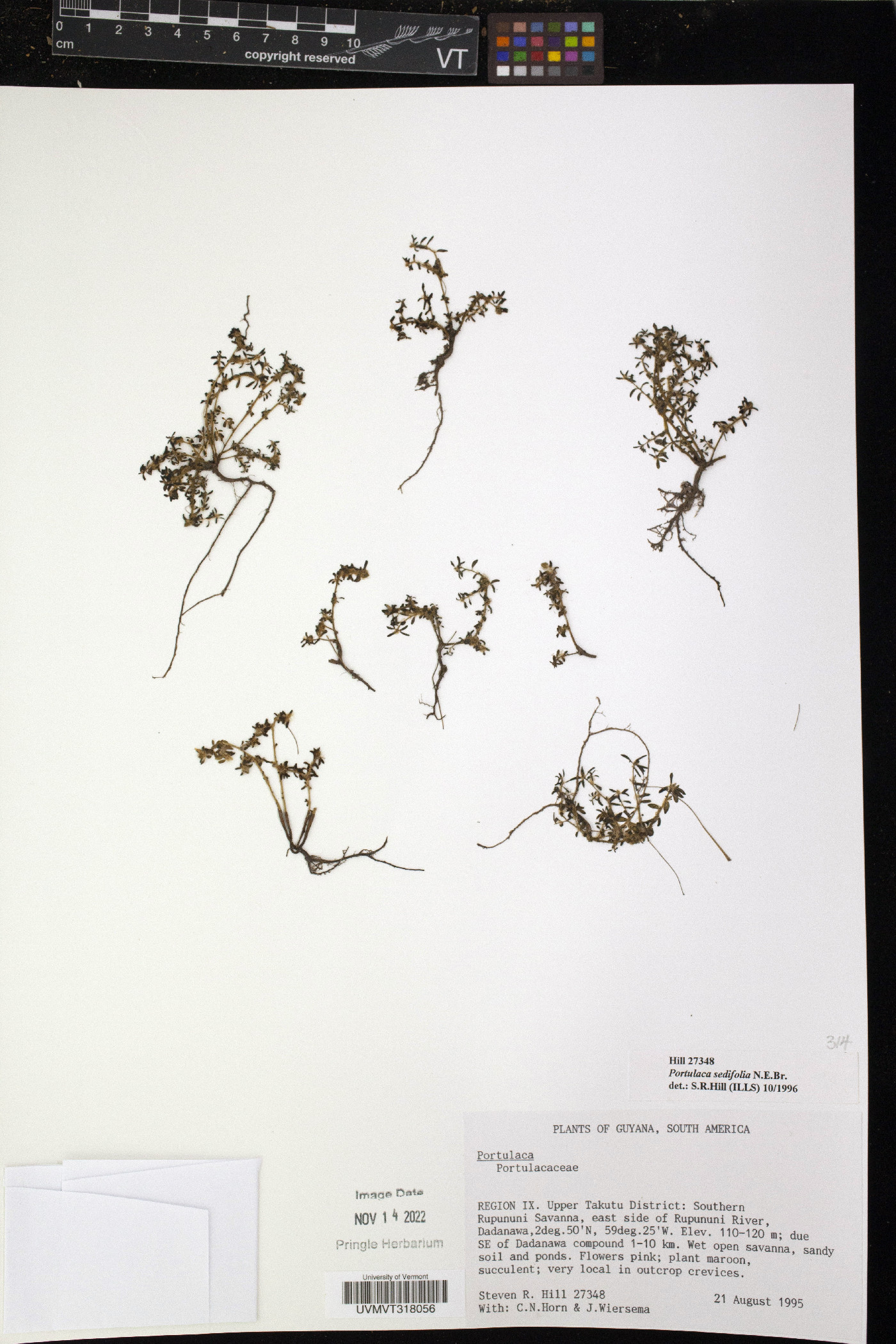 Portulaca sedifolia image