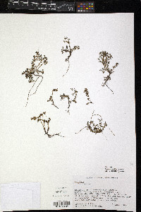 Image of Portulaca sedifolia