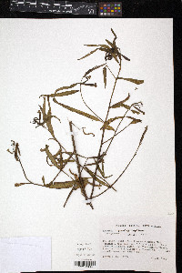 Ludwigia octovalvis image