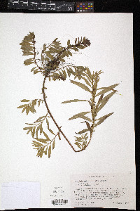 Ludwigia polycarpa image