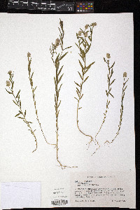 Polygala sanguinea image