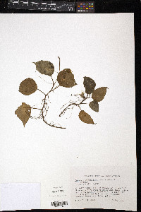 Peperomia hernandiifolia image