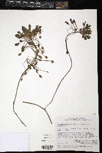 Ludwigia sedoides image