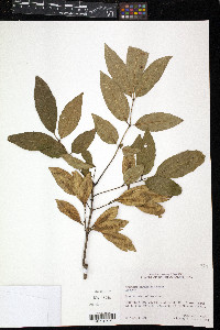 Fraxinus caroliniana image