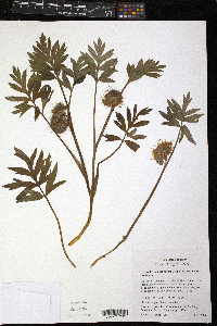 Hydrophyllum capitatum image