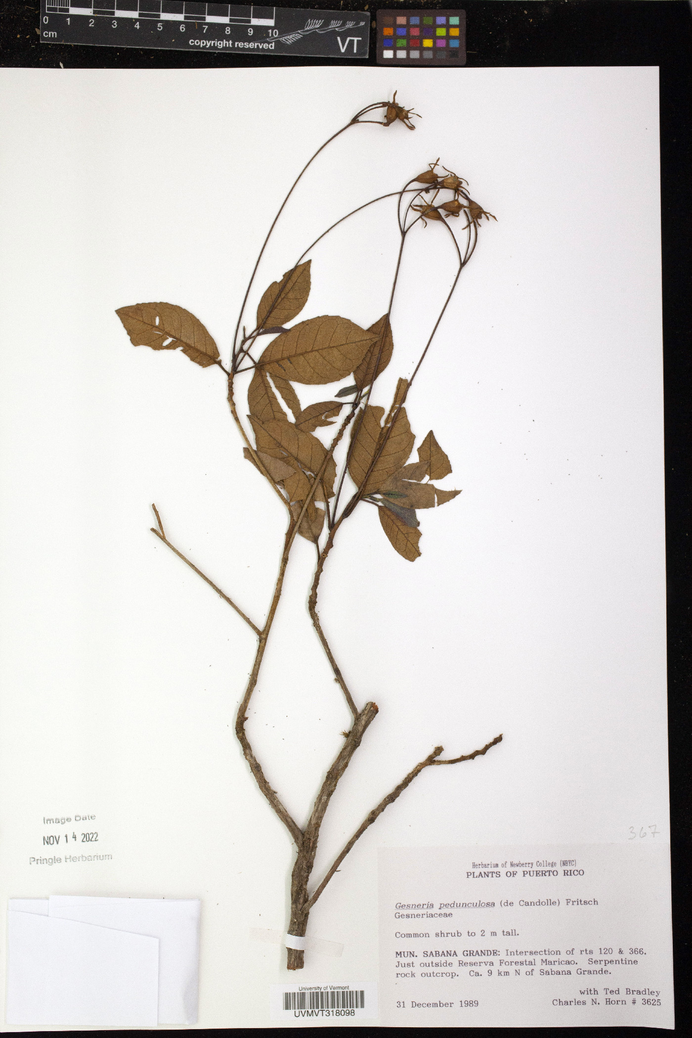 Gesneria pedunculosa image