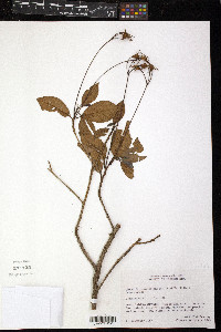Gesneria pedunculosa image