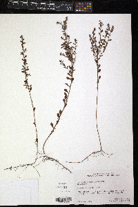 Ludwigia microcarpa image