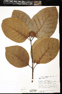 Nauclea orientalis image