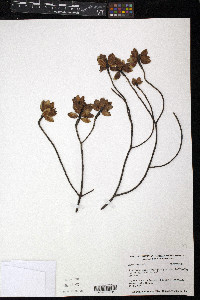 Antirhea myrtifolia image