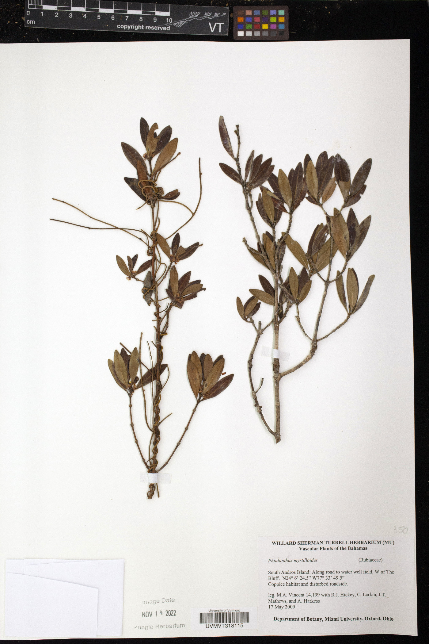 Phialanthus myrtilloides image
