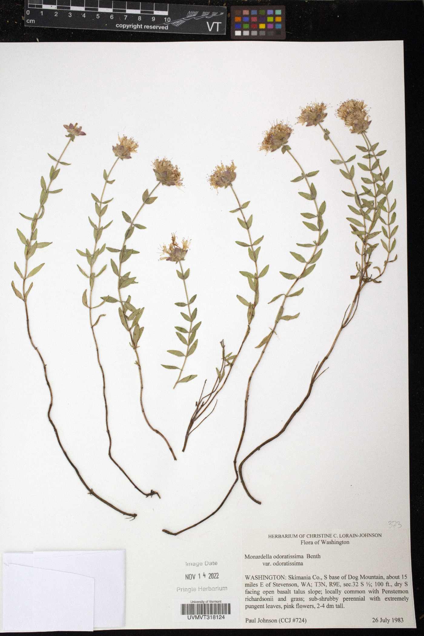 Monardella odoratissima var. odoratissima image