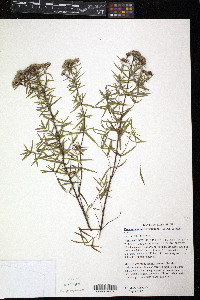 Pycnanthemum virginianum image