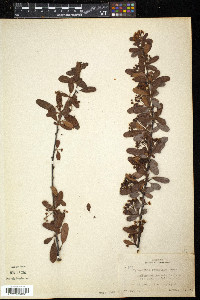 Pyracantha crenulata image