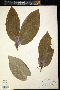 Magnolia acuminata image