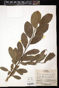 Magnolia stellata image