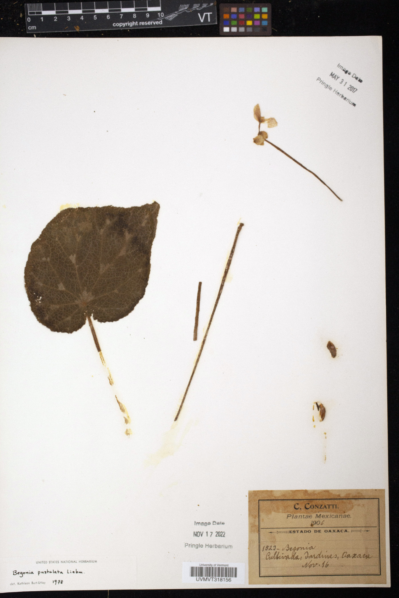 Begonia pustulata image