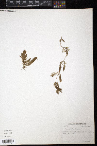 Ceratophyllum demersum image