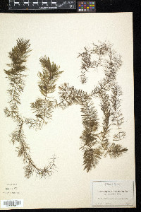 Ceratophyllum demersum var. echinatum image