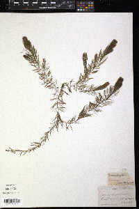 Ceratophyllum demersum image