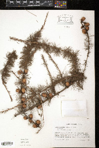 Larix laricina image