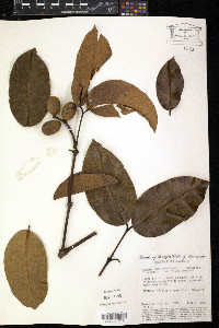 Gnetum paniculatum image