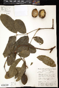 Image of Gnetum schwackeanum