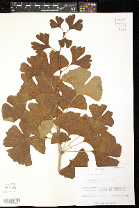 Ginkgo biloba image