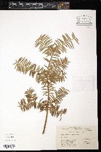 Taxus wallichiana var. chinensis image