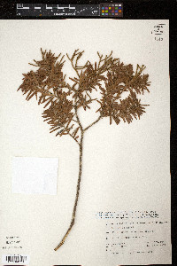 Image of Halocarpus kirkii