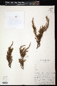 Image of Lepidothamnus laxifolius
