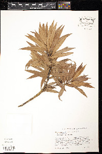 Podocarpus coriaceus image