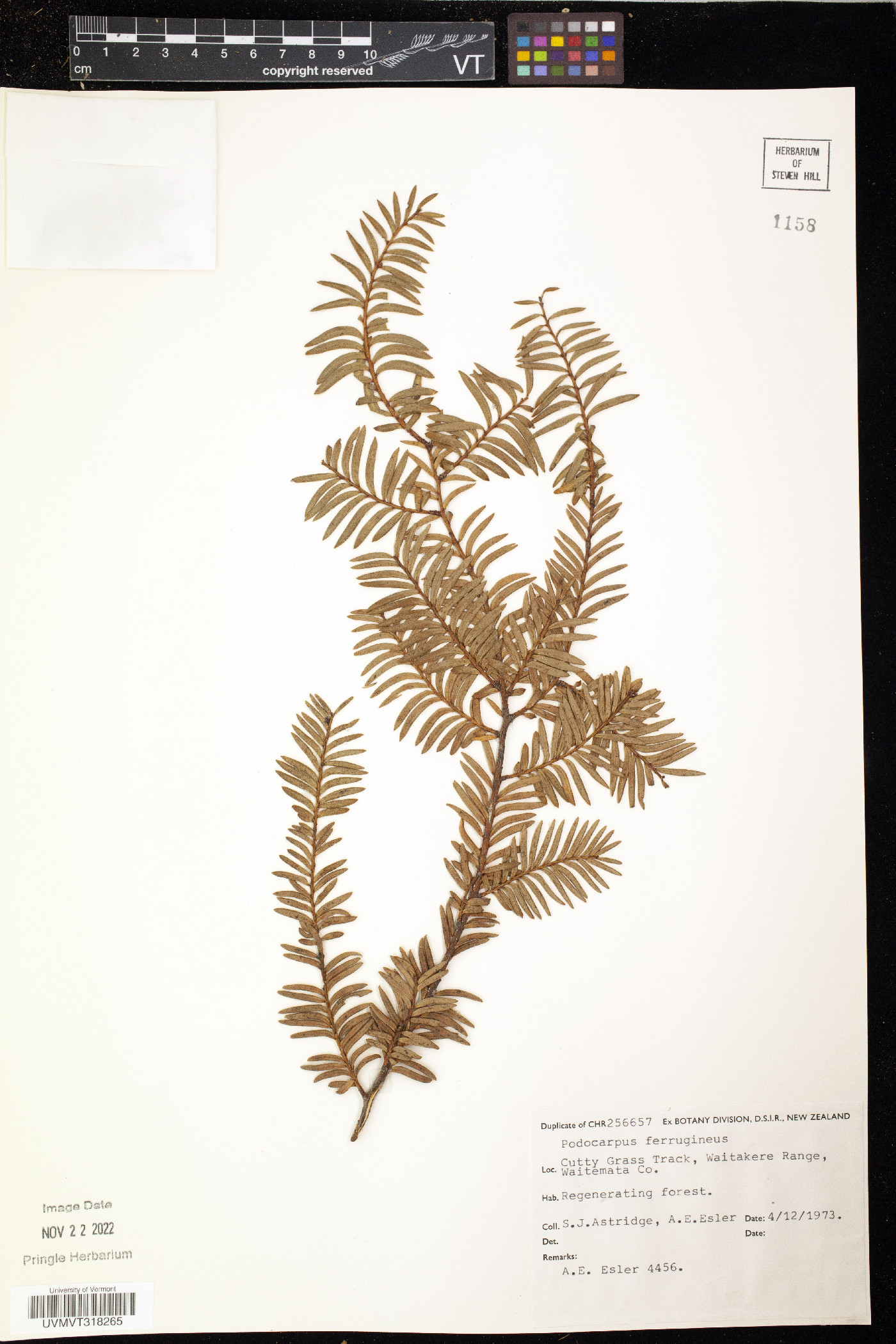 Podocarpus ferrugineus image